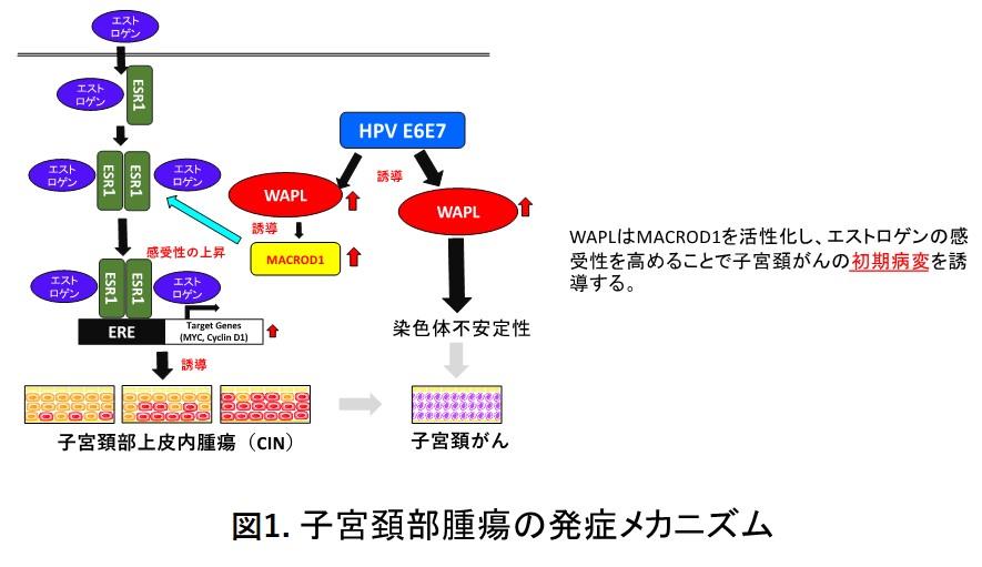 東京医科大学分子病理学分野の黒田雅彦主任教授の研究チームがHPVが関与しない子宮頚がんの発症メカニズムを解明 — 世界ではじめて子宮頚部前がん病変のモデルマウスの作製に成功 —