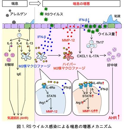 東京医科大学微生物学分野の柴田岳彦准教授の研究チームが RSウイルス感染が喘息を増悪させるメカニズムを発見 — ハイパーM2様マクロファージが高発現するMMP-12を 標的とした新規治療薬の開発へ —