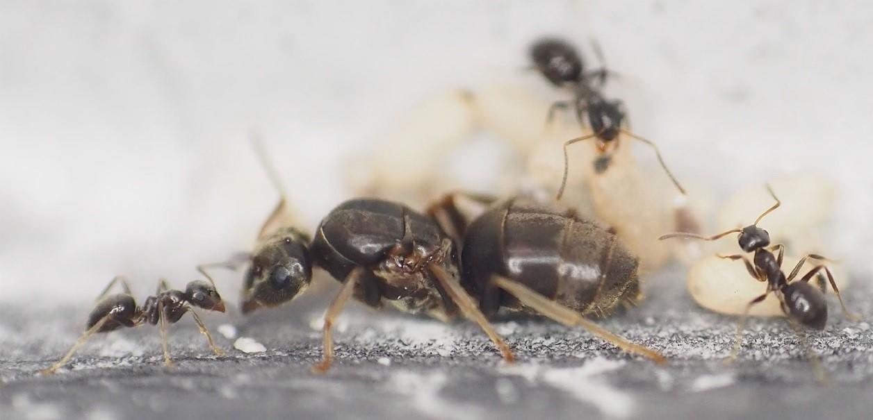 【玉川大学・九州大学・慶応義塾大学　共同研究成果】育児期間中の女王アリにおいて飛翔筋分解と同調した「胸嚢」の形成過程を解明 — 女王アリが飲まず食わずでワンオペ育児をできるわけ —