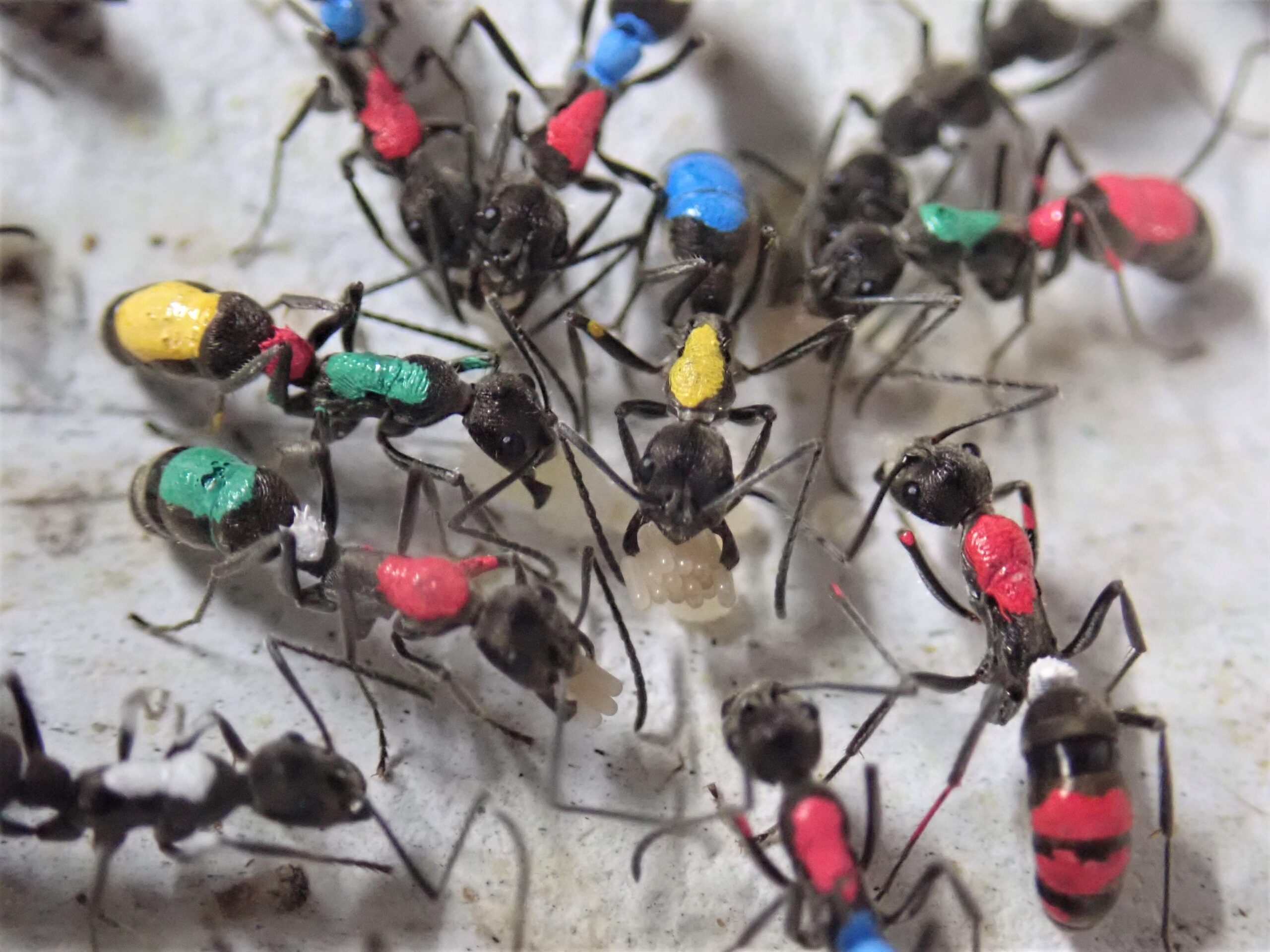 働きアリにおける分業の維持機構に新たな視点 — BMCオープンアクセス誌　Frontiers in Zoologyに掲載 —