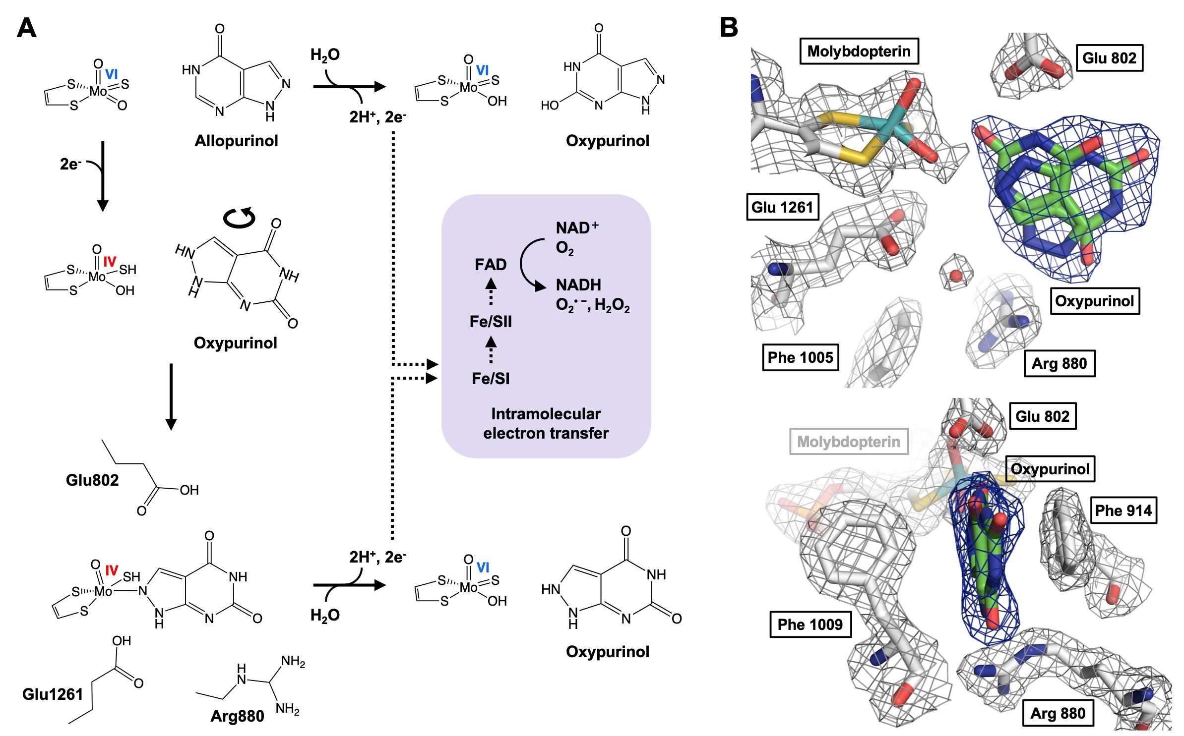 【東京薬科大学】尿酸降下薬アロプリノールの作用機序の詳細が明らかに — 副作用の少ない新たな投与計画の最適化に期待 —