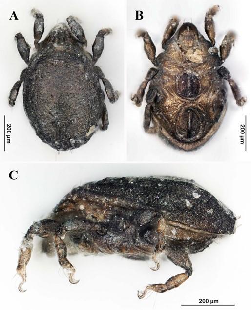 【昭和大学・法政大学・グラーツ大学】ミトコンドリア・メタゲノミクスから明らかになった、世界の潮間帯に生息する珍しい土壌ダニの進化の歴史 〜SNSから過去に新種記載されたハマベダニの仲間たちの進化史〜