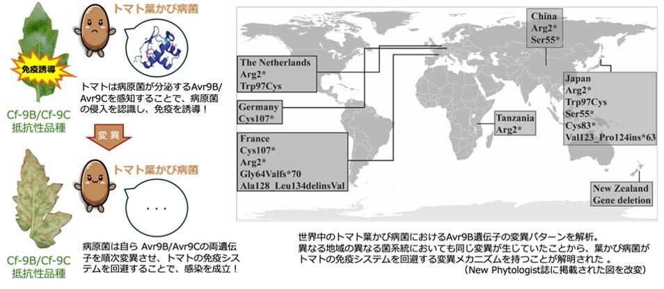 トマトの免疫システムを回避する病原菌の変異メカニズムを解明 世界のトマト栽培の安定化に期待–摂南大学