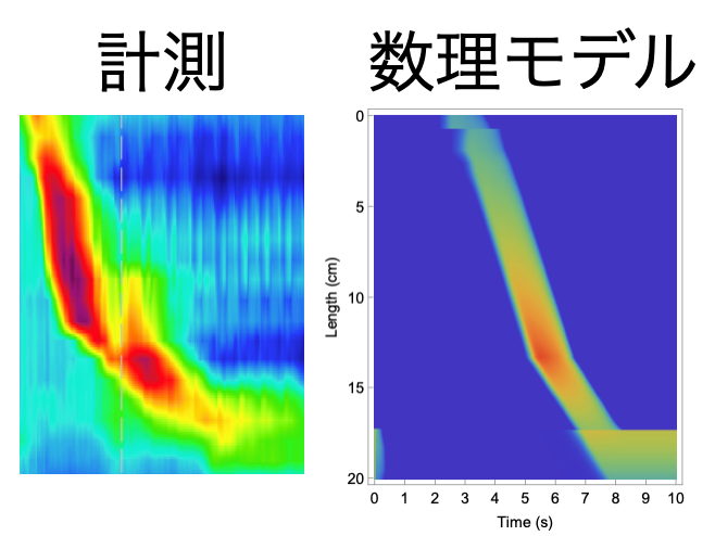 食道の動き、”数式”でわかる！？　―城西大学などの研究グループが不思議な動きの仕組みに迫るシンプルなモデルを開発―