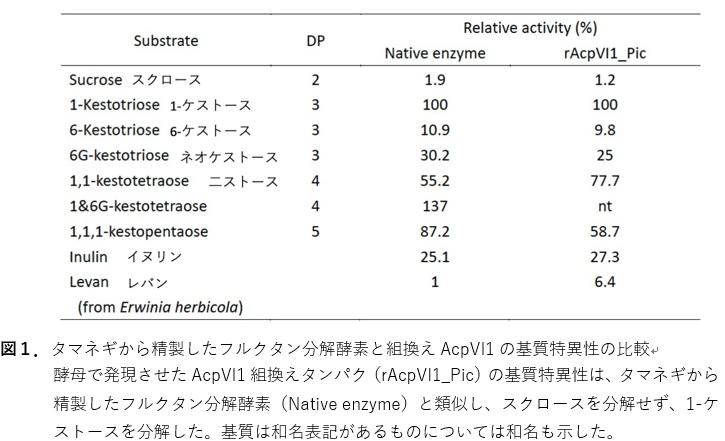［北海道大学、弘前大学、酪農学園大学］タマネギの糖質分解に関わる新規酵素遺伝子を同定 — タマネギの生産性向上や機能性タマネギの育成への貢献に期待