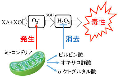 有機酸が活性酸素からミトコンドリアを保護する仕組みを解明 アンチエイジング研究への応用に期待 — 東京工科大学応用生物学部