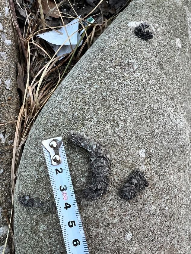 対馬でカワウソの生息を約5年ぶりに確認 ― 対馬でカワウソが繁殖している可能性が浮上 ―