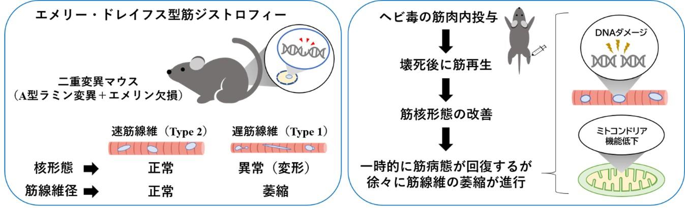 【東京医科大学】筋核の形態が改善しても筋疾患は進行する　～エメリー・ドレイフス型筋ジストロフィー病態メカニズム解明への新展開～