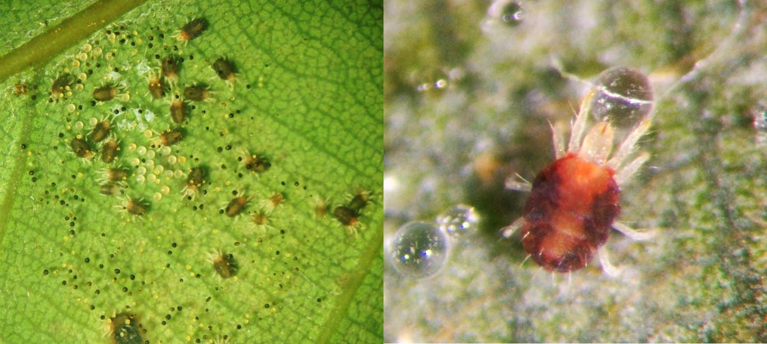 社会性のダニが集団で捕食者を排除する～ 巣網への刺激が誘発する「ご近所パトロール」 ～