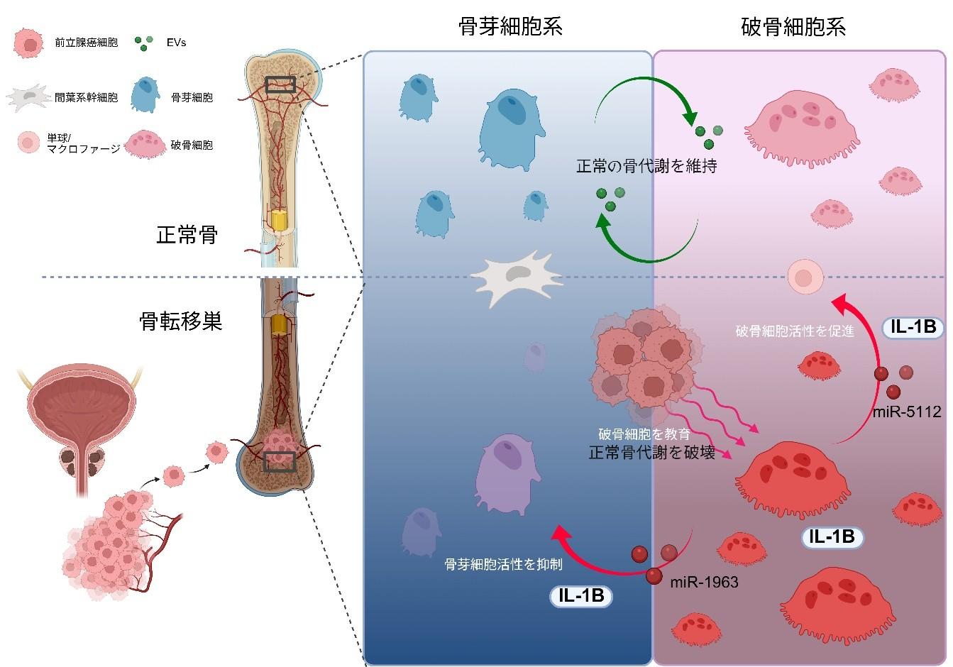 【東京医科大学】悪性化破骨細胞由来の細胞外小胞を介した前立腺癌骨転移進展メカニズムの解明 〜細胞外小胞を標的とした前立腺癌骨転移に対する新規治療法の開発に向けて〜