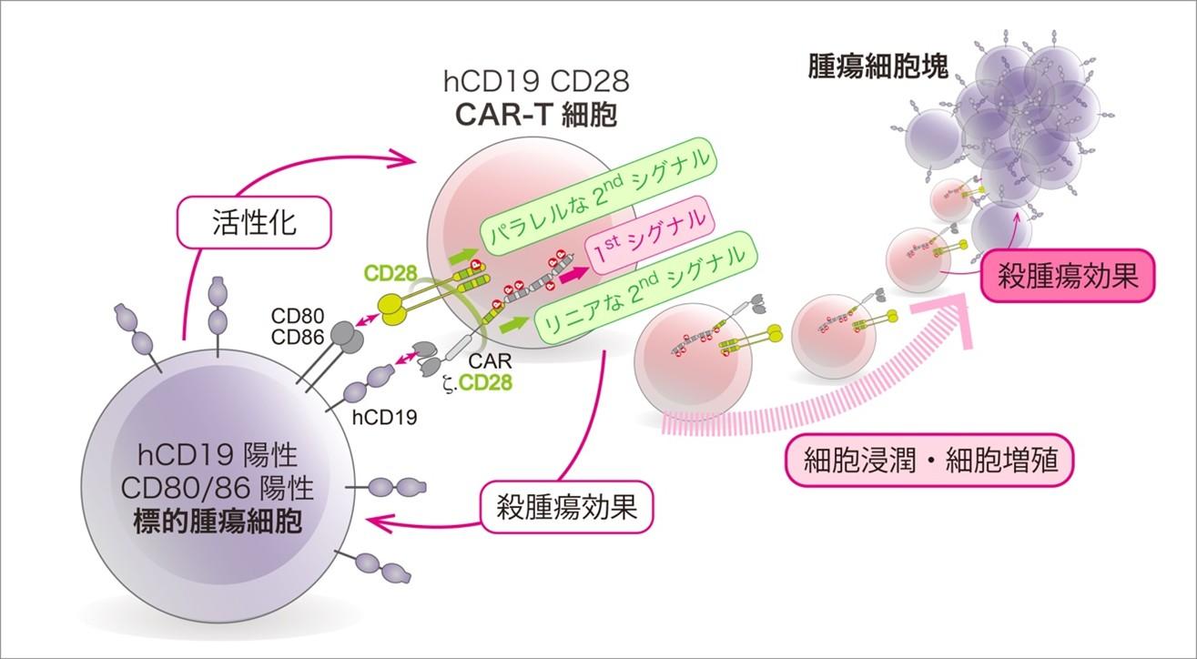 【東京医科大学】第二世代CAR-T細胞の抗腫瘍効果分子メカニズムを解明〜CAR-T細胞の機能的な違いと治療法選択の理解に期待〜
