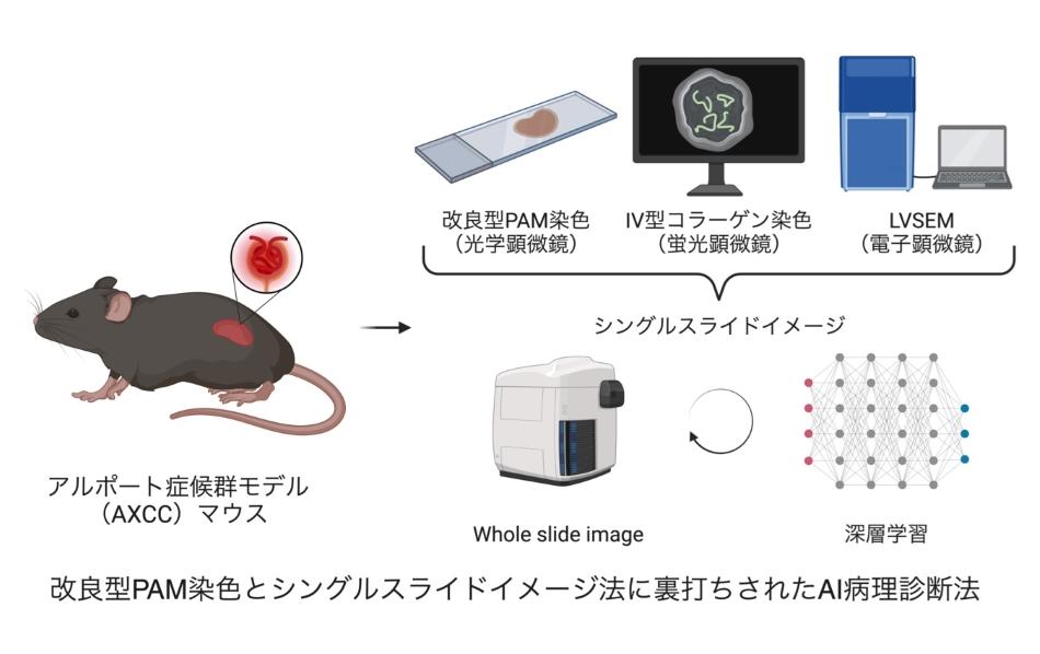 遺伝性腎疾患の病理診断にAIを活用する新たな手法を開発