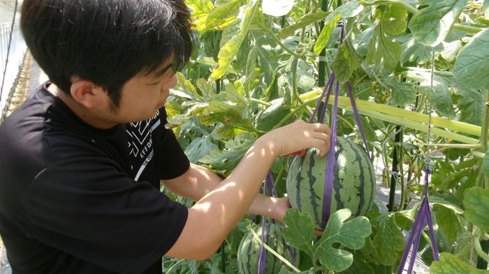近大農学部生がICT農法で初めて栽培したスイカを数量限定で発売　種の弾ける食感が特徴の近大ICTスイカ「ぷちっと」