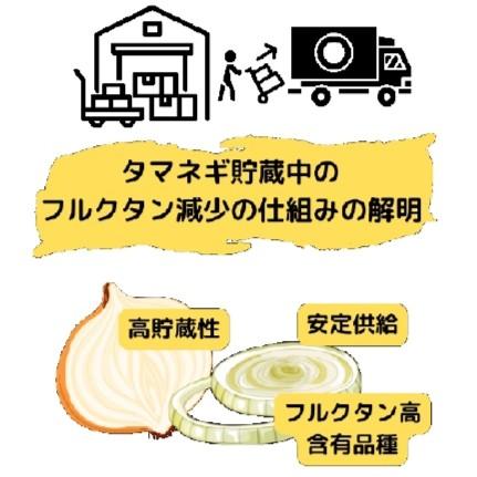 【酪農学園大学】貯蔵性の異なるタマネギのフルクタン代謝酵素活性の違いが明らかに～高貯蔵性タマネギの育成や機能性維持に適した貯蔵技術開発への貢献に期待