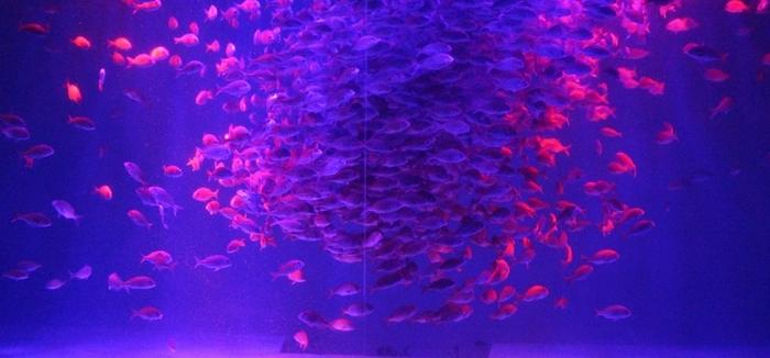 震災復興支援、近畿大学産マダイ稚魚をのとじま水族館に無償提供　群泳ショー「マダイの音と光のファンタジア」を開催