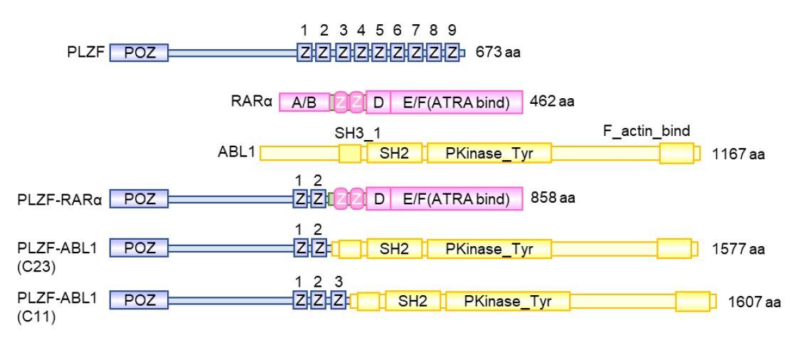 東京医科大学ケミカルバイオロジー講座伊藤拓水准教授らの共同研究グループが、「免疫調節薬ポマリドミドの新たな治療作用の発見」 — 白血病など難病への適応拡大に期待 —