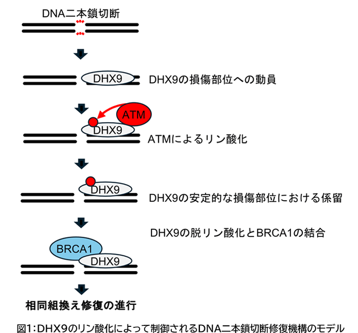 【東京工科大学】DNAの⼆本鎖切断修復の新たな制御メカニズムを解明 ―抗がん剤の新規標的など新たな研究に期待―