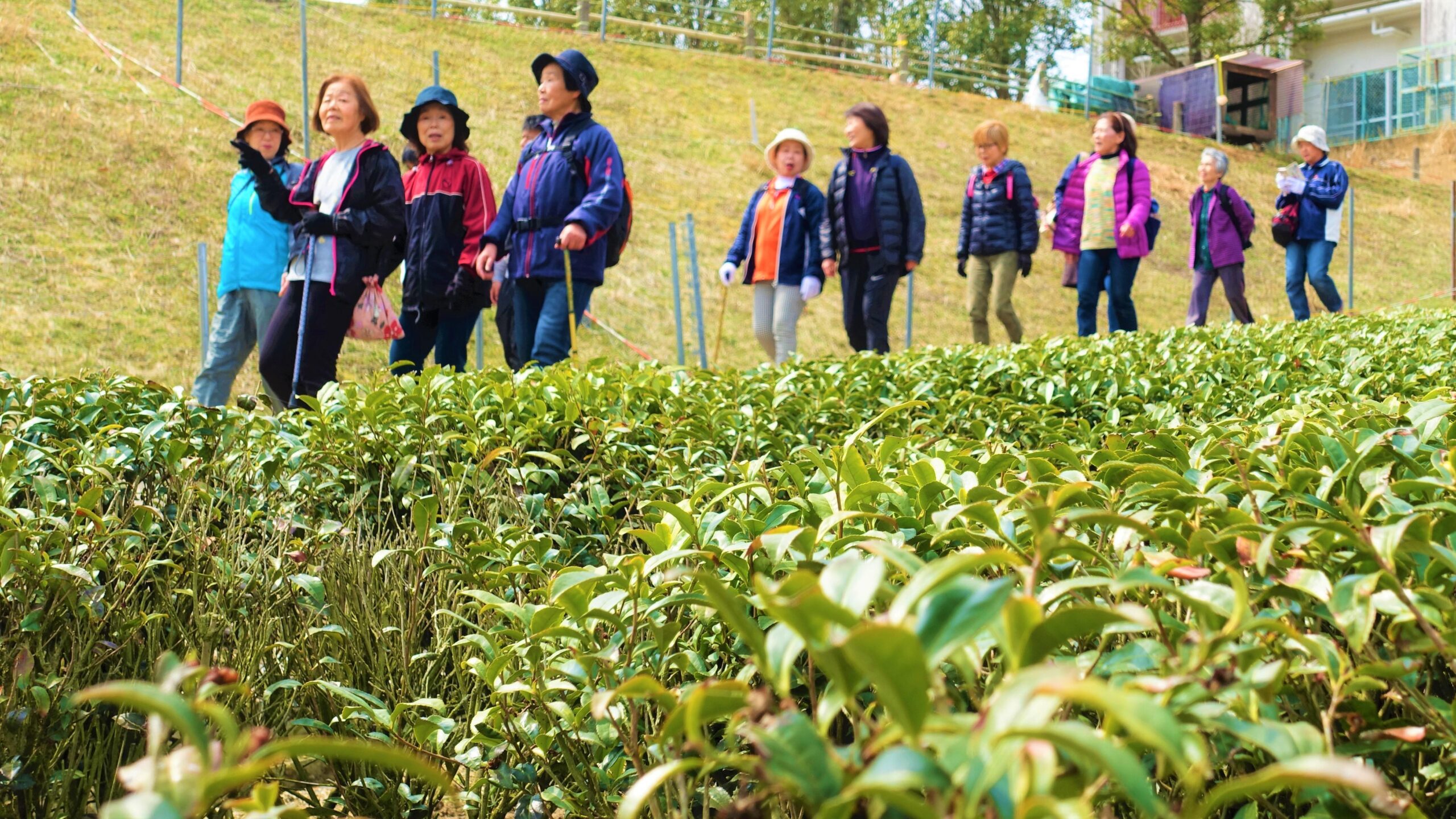 大阪国際大学・短期大学部地域協働センターが「南山城村ウォーキングコース」プロジェクトを展開 — 景観を楽しめる自然豊かなコースを観光資源として活用