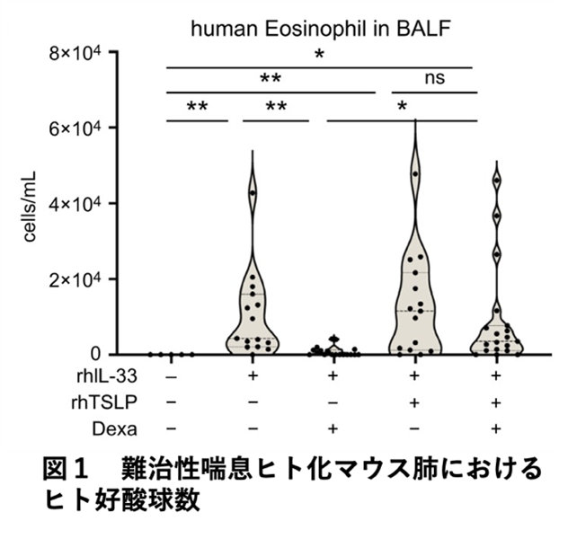 免疫細胞をヒト化したマウスで難治性喘息モデルを開発〜新たな治療薬の開発に期待〜