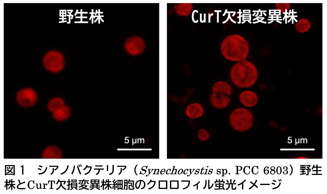 光合成生物の分裂に新たな仕組みを発見－チラコイド膜を形づくるタンパク質が細胞・葉緑体分裂にも関与―