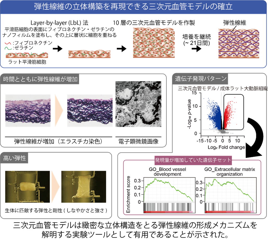 血管のしなやかさを生む「弾性線維」の立体構築に成功 ～三次元血管モデルを確立～