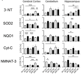 細胞内のミトコンドリア機能異常と加齢に伴う認知機能障害の関連性を発見