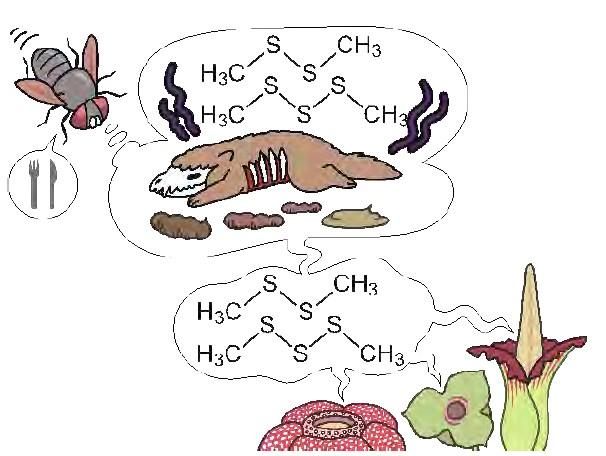 あえて「臭く」進化した花たちのニオイを生み出す仕組みを解明 ― 虫を呼ぶために複数の植物で収斂進化していた！