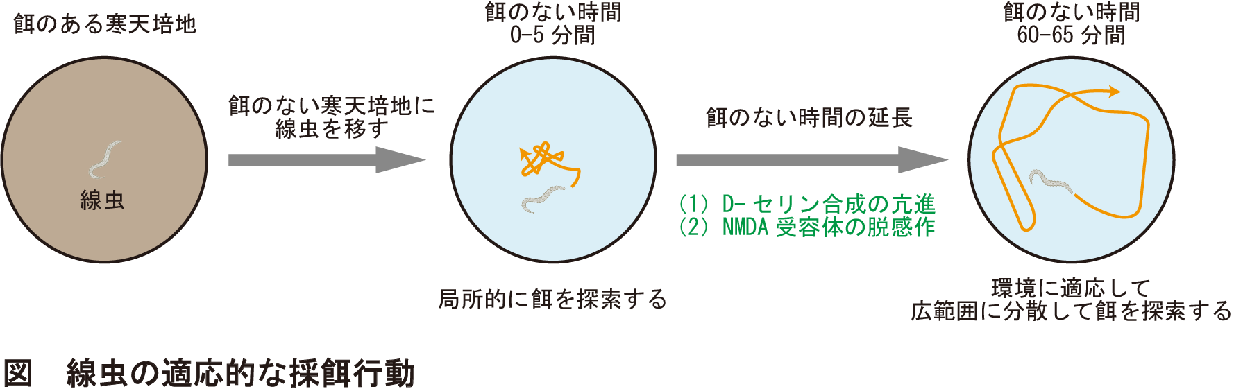 多細胞動物の高次な行動を調節するD型アミノ酸の働きを発見 — 北里大学