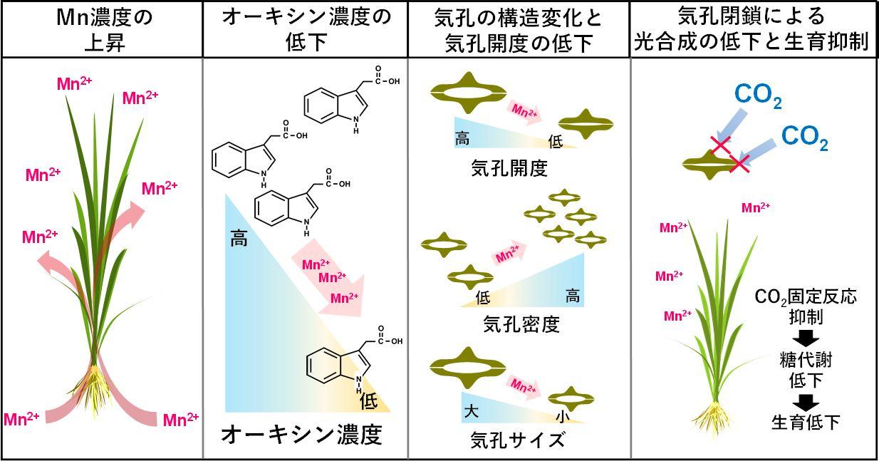「マンガン過剰で収量低下」のメカニズム解明　イネの生育　オーキシン濃度低下を招き光合成を抑制 — 摂南大学
