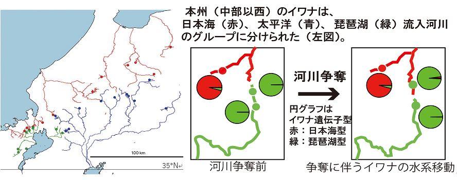 イワナゲノムの違いで地形進化を解明　日本海型・太平洋型・琵琶湖型に3分類　「河川争奪」で分布に変化 — 摂南大学