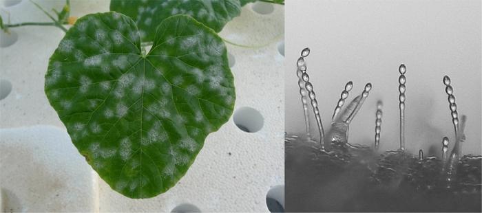 世界初！　静電気技術を用いてうどんこ病菌の農薬耐性を評価　農薬耐性を示すうどんこ病菌の新たな評価法への応用に期待