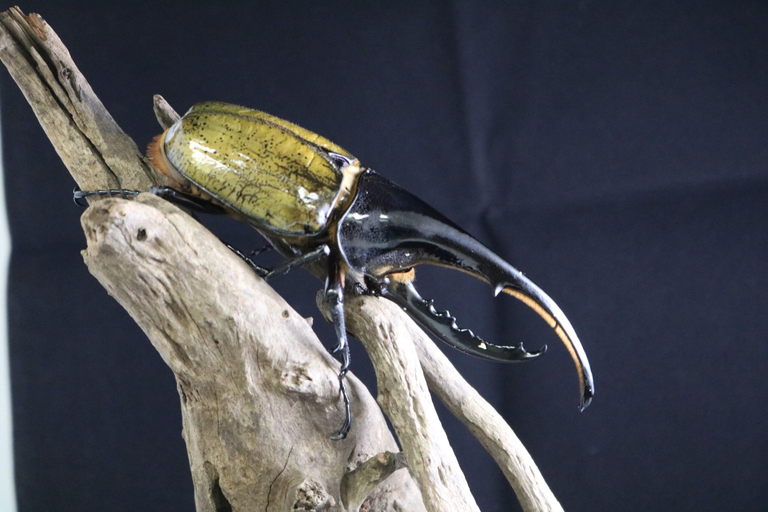 KITむしの会が初の学外展示会を開催。巨大カブトムシ、クワガタムシなど生体を多数展示。 — 金沢工業大学