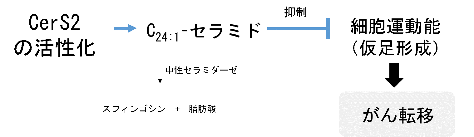 卵巣がん転移を抑える新しいメカニズムの解明 セラミド合成酵素2の活性化で卵巣がん細胞の運動能低下 —  摂南大学薬学部・北谷和之講師ら