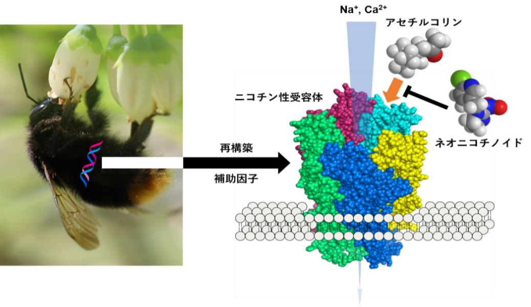 ネオニコチノイド系殺虫剤に対するハナバチ類の感受性を解明　環境に優しい農薬や昆虫制御材の開発に期待