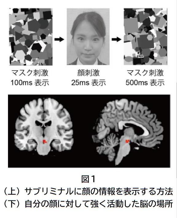 【大阪大学】自分の顔を優先処理する脳の仕組みを発見 — 潜在意識に入った自分の顔がドーパミン報酬系を駆動