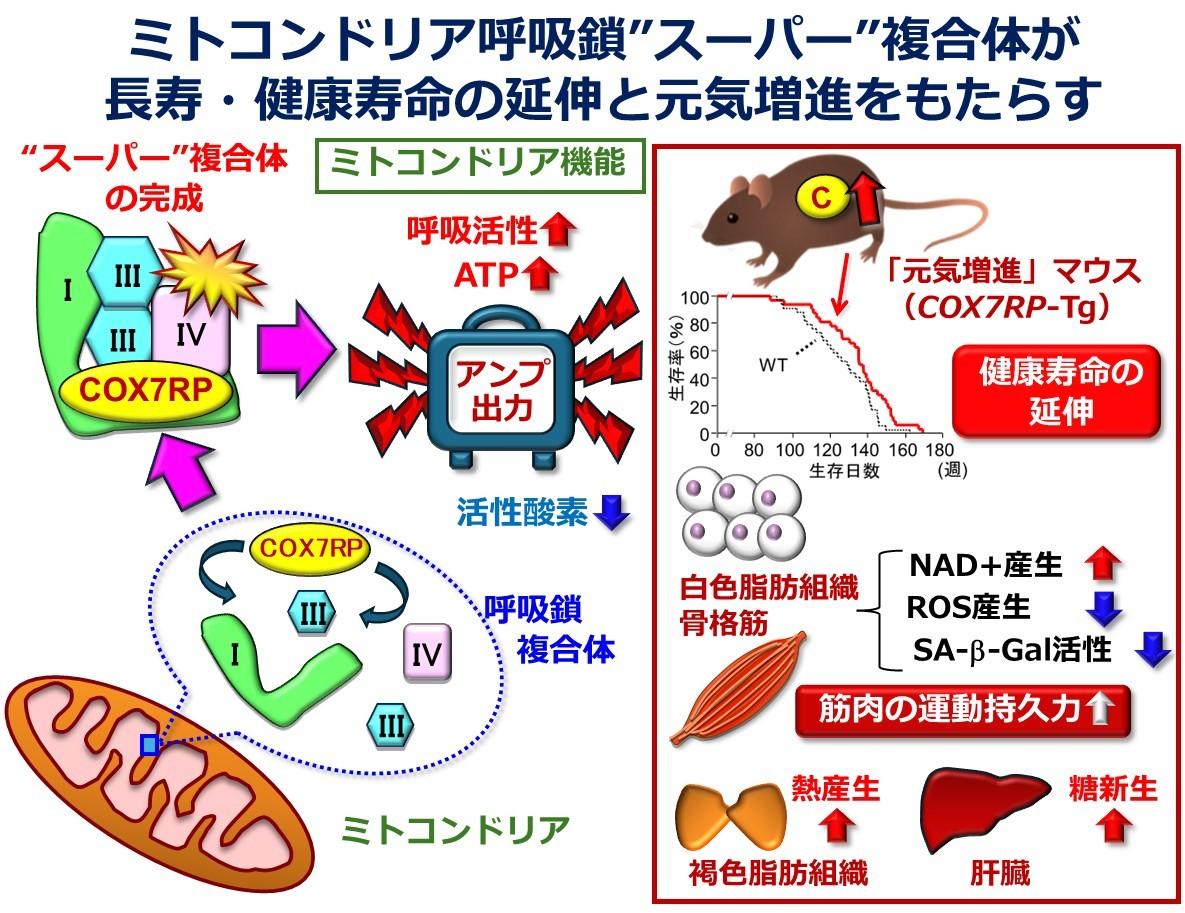 【埼玉医科大学】ミトコンドリアの呼吸出力を上げる”アンプ”が健康寿命を延伸させる ～呼吸鎖の”スーパー”複合体を完成させるラストピース「COX7RP」による元気増強メカニズム～