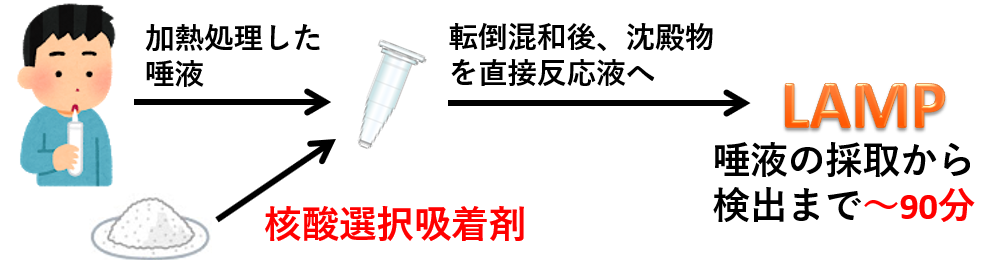 全身疾患につながる歯周病原細菌も９０分で検知　核酸の分離・増幅技術で特許、集団検診への活用も期待–広島国際大学