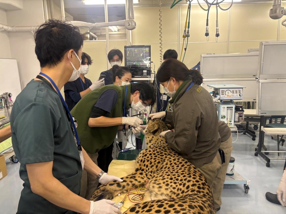 日本獣医生命科学大学付属動物医療センターで多摩動物公園のチーターを診察・治療 ― 希少動物に関する協定に基づき