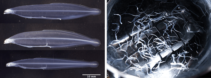 ウナギ仔魚用のオリジナル飼料を産学連携で開発　鶏卵黄を含まない飼料で完全養殖のニホンウナギ稚魚の生産に成功