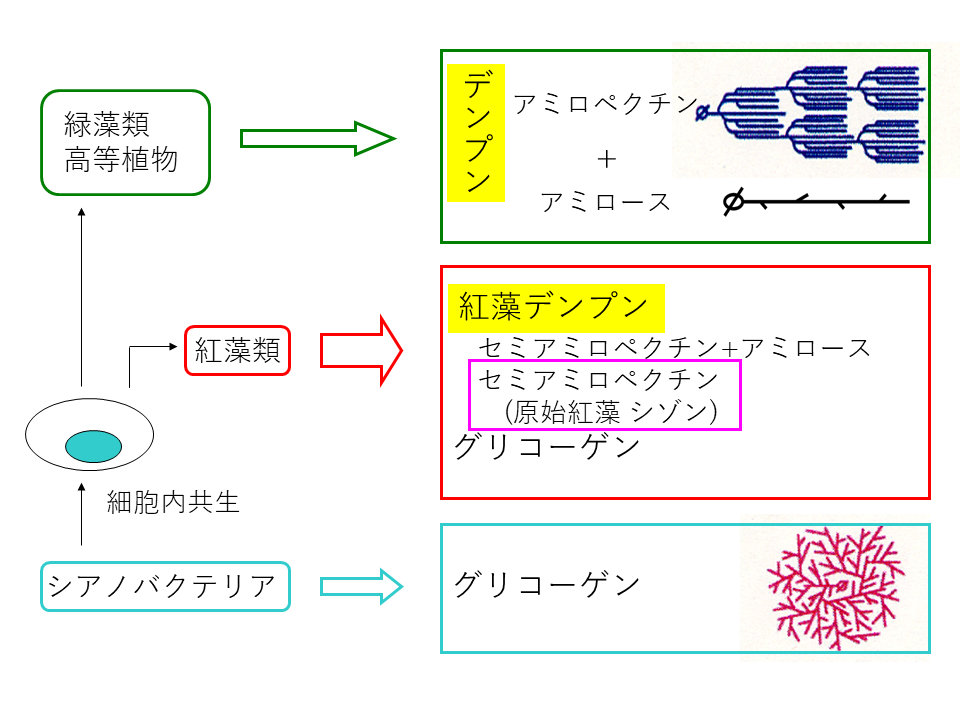 【東京薬科大学】紅藻デンプンの合成には余分なグルコース鎖を切断できるイソアミラーゼが必須であることを発見 — デンプン誕生の分子機構に迫る —