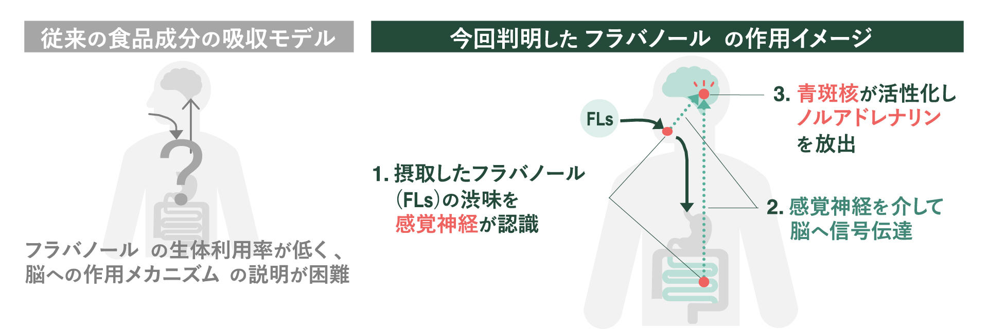 ワインやチョコレートの渋みで記憶力向上、感覚刺激で作用と判明　芝浦工大、フラバノールの脳作用メカニズムを解明