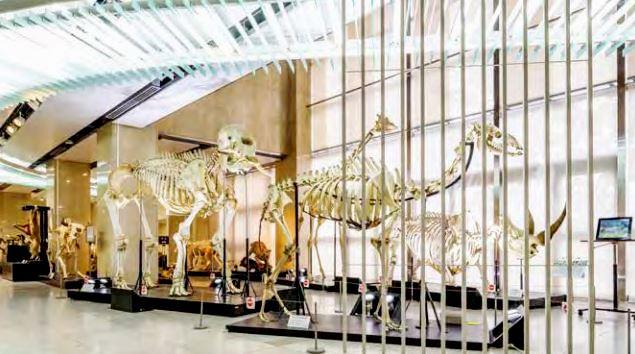 【日本大学】日本大学生物資源科学部「骨の博物館」が神奈川県の大学博物館で初の「登録博物館」に指定