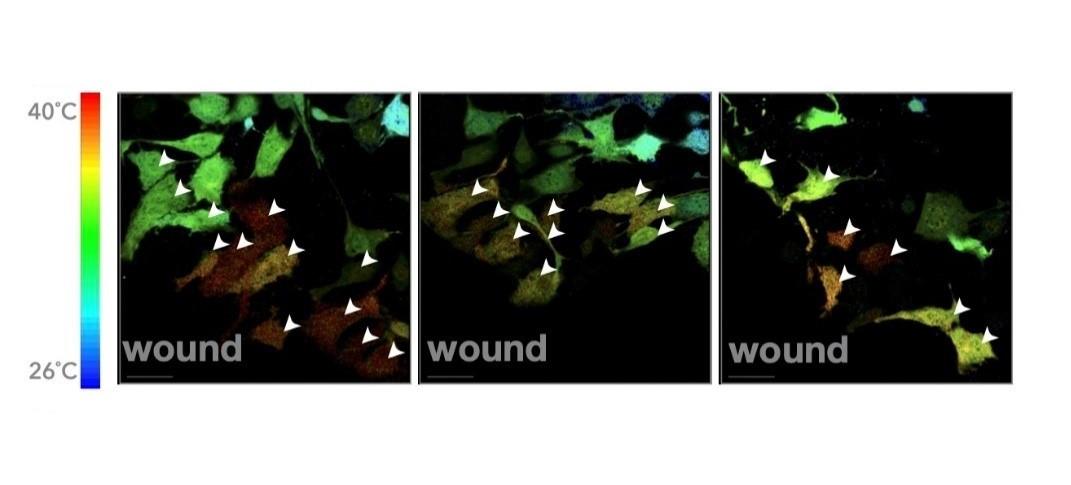傷を治しに向かう細胞は、向かわない細胞より温度が高い — 温度をシグナルに使った 細胞の振る舞い制御に糸口 –【神奈川工科大学、慶應義塾大学、自然科学研究機構 生命創成探究センター / 生理学研究所 / 基礎生物学研究所】