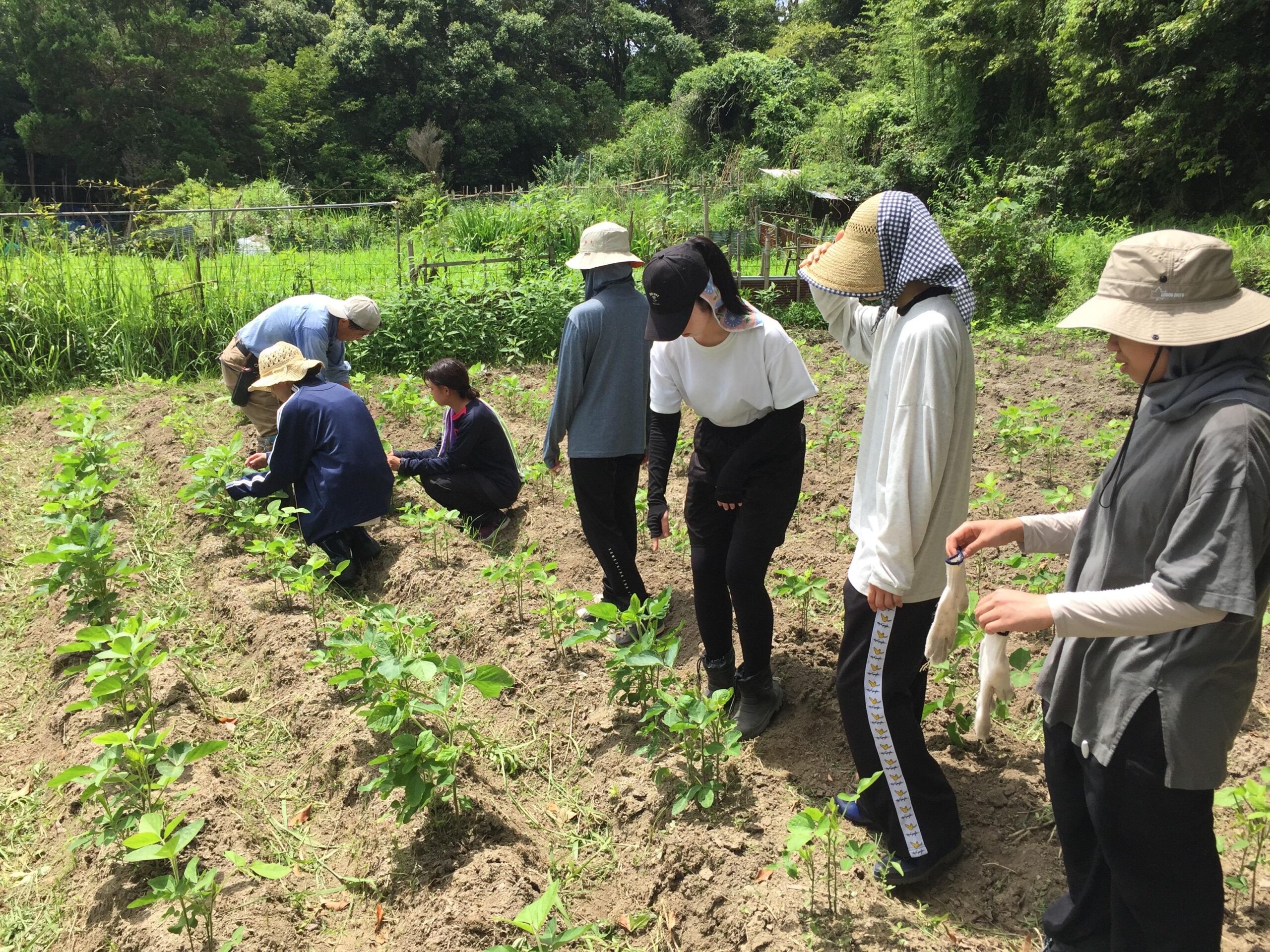 ■複合型コミュニティづくりを目指す”味噌をいちからつくるプロジェクト”■有機・無農薬栽培大豆の収穫と天日干しを実施