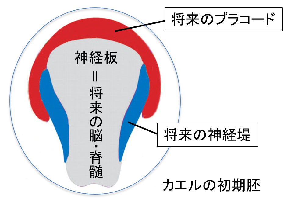 【甲南大学／中部大学】ヒトの頭をつくる組織の「元」をホヤで発見！脊椎動物における頭部の進化の謎解明に期待 ― 研究成果が英国科学雑誌Natureに掲載