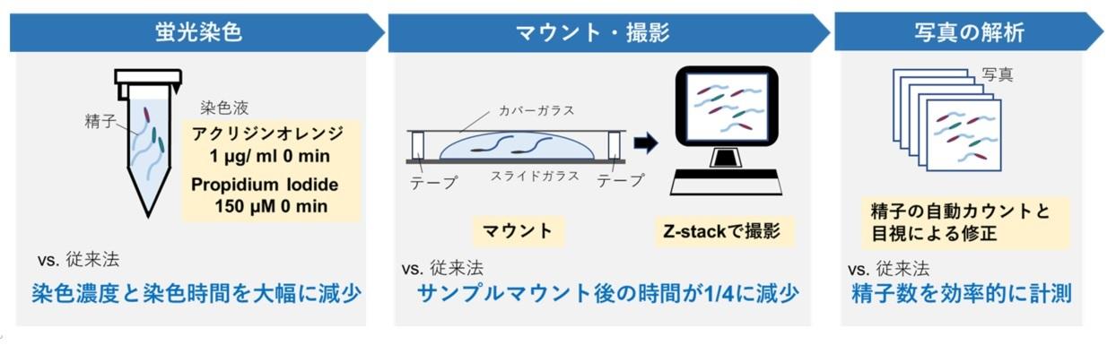【甲南大学】昆虫精子の生存判定を短時間、高精度かつ安価に行える方法を確立
