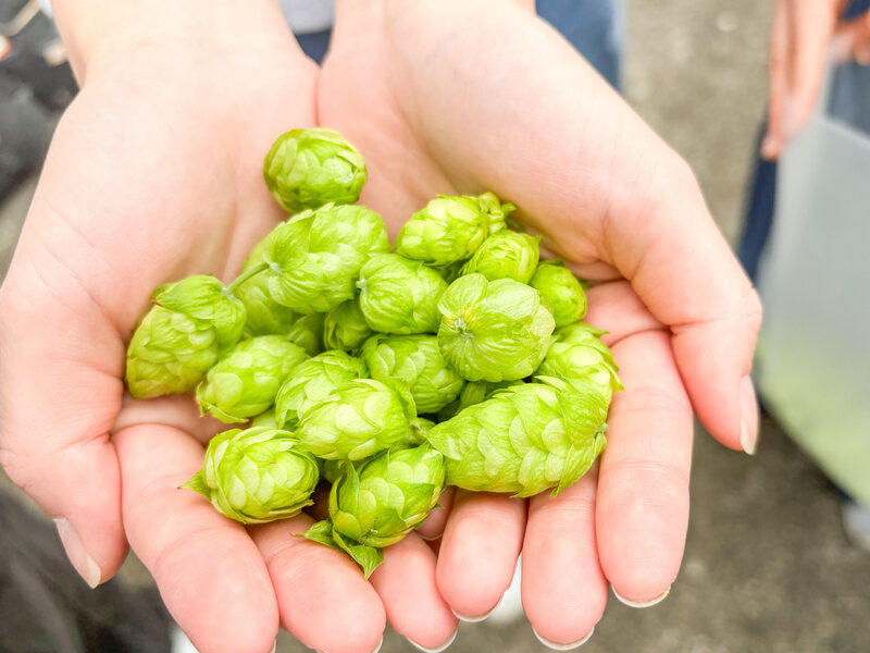 明星大学の学生が育成したホップがクラフトビールに！ ～地域連携プロジェクトを通じて特別なビールが誕生～