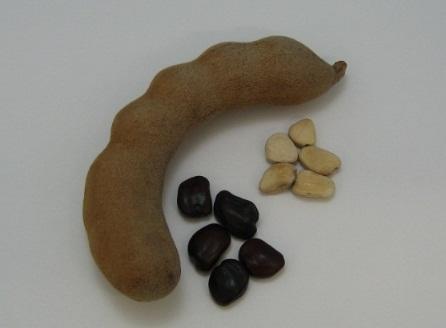 大阪電気通信大学がアイスクリームなど冷菓の品質保持に貢献する新知見を発表ーキシログルカンとローカストビーンガムの相互作用によるゲル形成メカニズムを解明ー