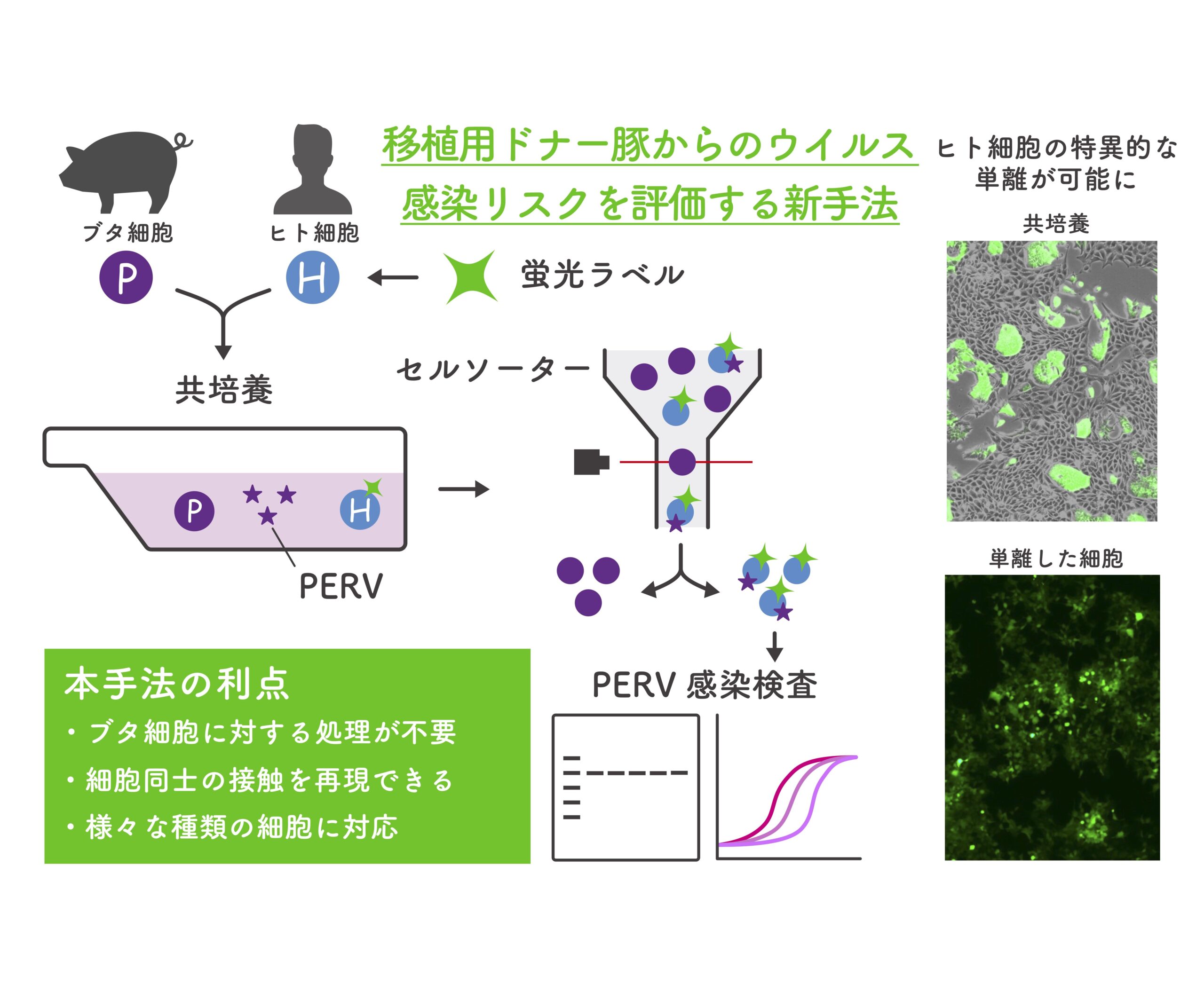 移植用ドナー豚からのウイルス感染リスクを評価する新手法を開発 異種移植の更なる安全性向上に期待 ー 摂南大学