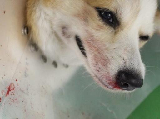 廃棄されていた脂肪が”命をつなぐ細胞”に──麻布大学とAdipoSeeds社、犬の血小板製剤作製を目指した共同研究を開始 ──